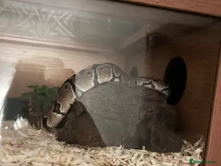 Python Snake reptiles Royal python - Advert 2