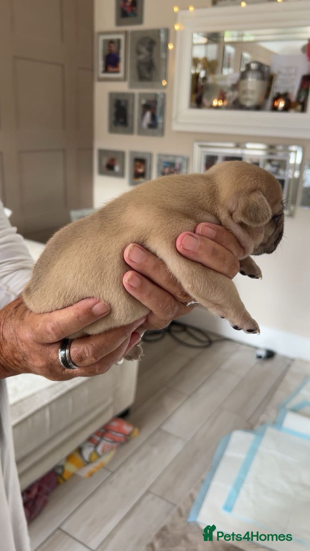 French Bulldog dogs for sale: French Bulldog puppies - Image 24