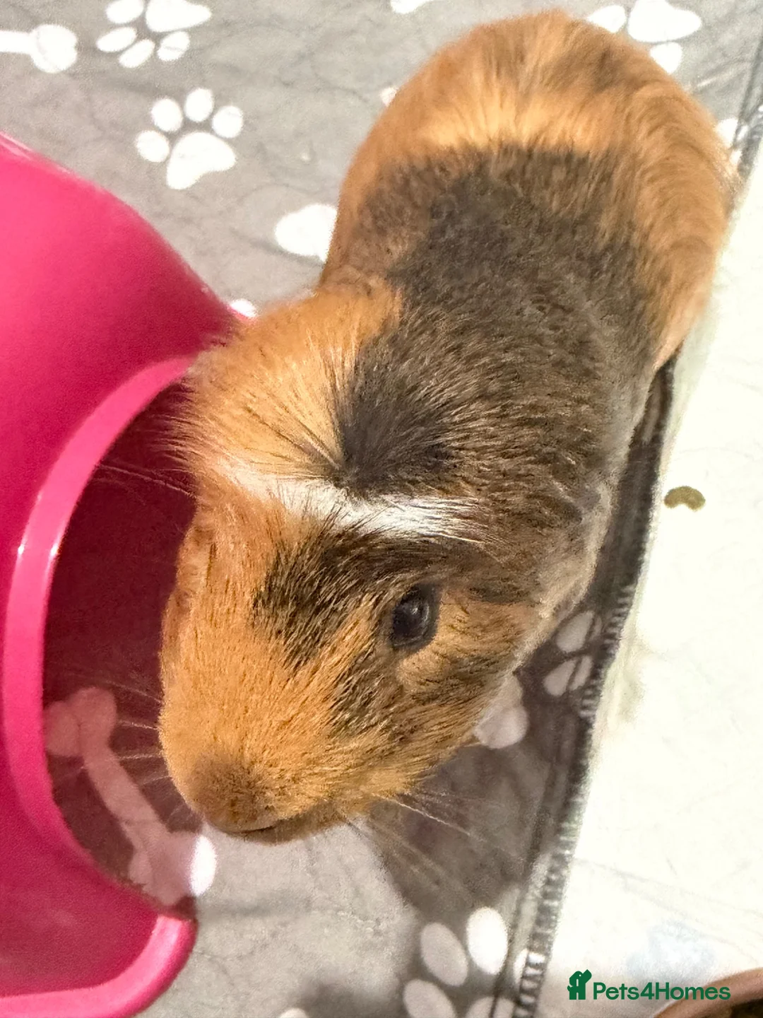 Guinea Pig rodents for sale: Lone Male guinea pig looking for a new home - Advert 4
