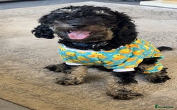 Mixed Breed dogs for sale: Cockapoo x cavapoo - Image 1