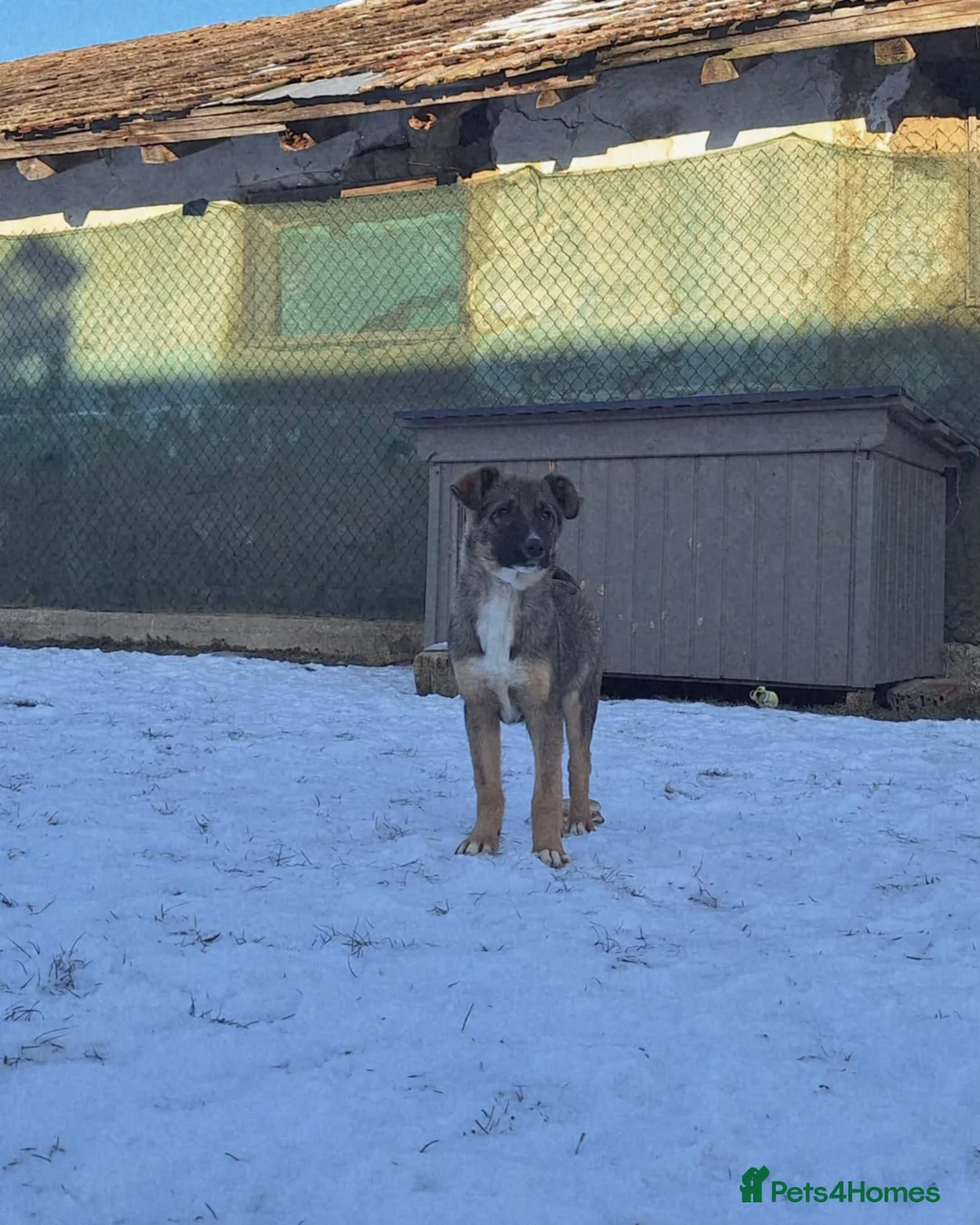 Mixed Breed dogs for adoption: Colby for adoption - Advert 7