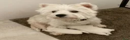 West Highland Terrier dogs for sale: Westdrew Westies - 5 star licensed breeder - Advert 1