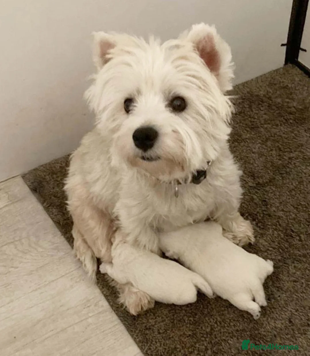 West Highland Terrier dogs for sale: Westdrew Westies - 5 star licensed breeder - Advert 1