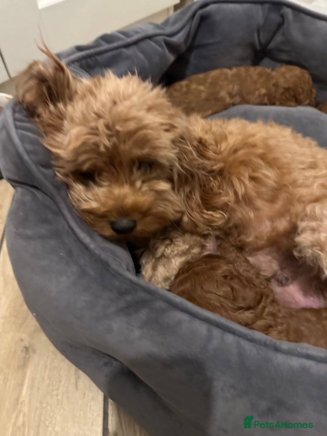 Cavapoo dogs for sale: Adorable F1B Cavapoo Puppies - Advert 13
