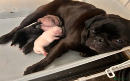 Pug dogs for sale: Pug pups  - Image 5