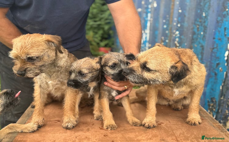 Border Terrier dogs in Todmorden - Advert 3