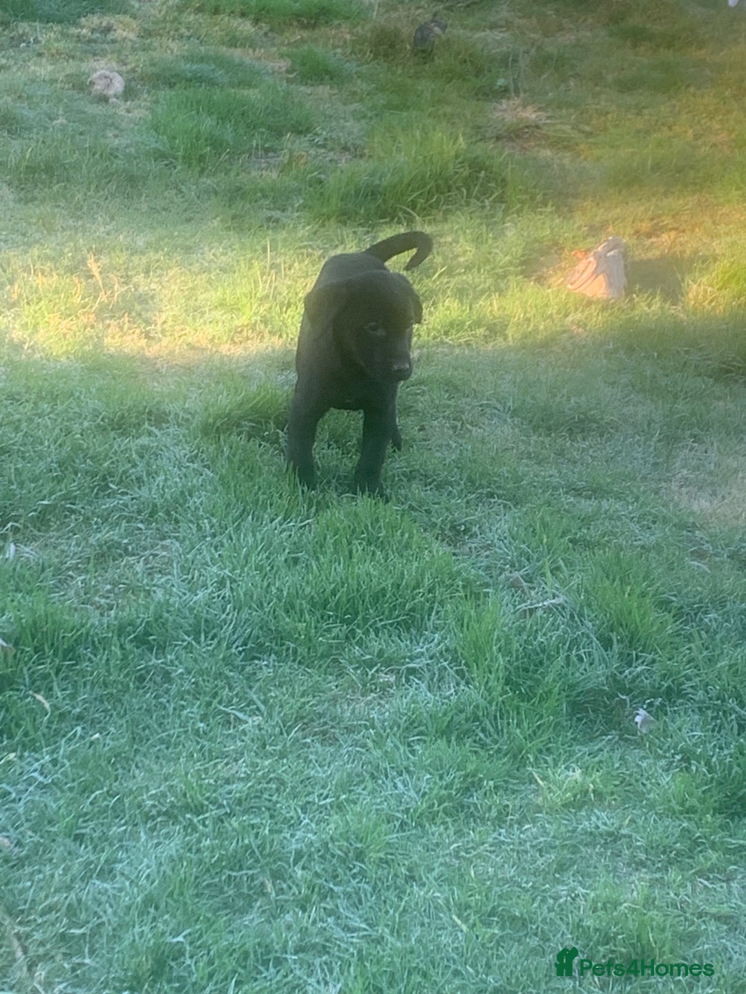 Labrador Retriever dogs for sale: Stunning litter of 9 pups - Advert 21