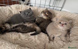 British Shorthair cats for sale: British Shorthair GCCF Champion Kittens ✨ - Image 2