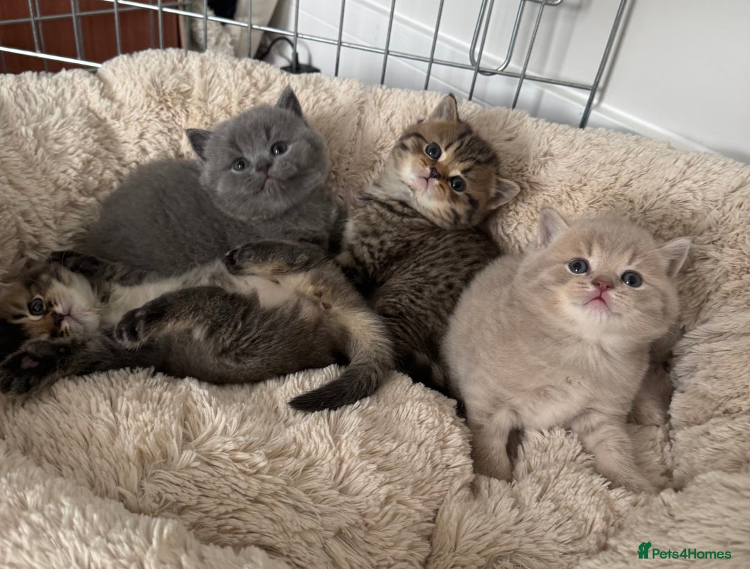 British Shorthair cats for sale: British Shorthair GCCF Champion Kittens ✨ - Image 2