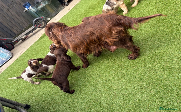 Cocker Spaniel dogs - Advert 13