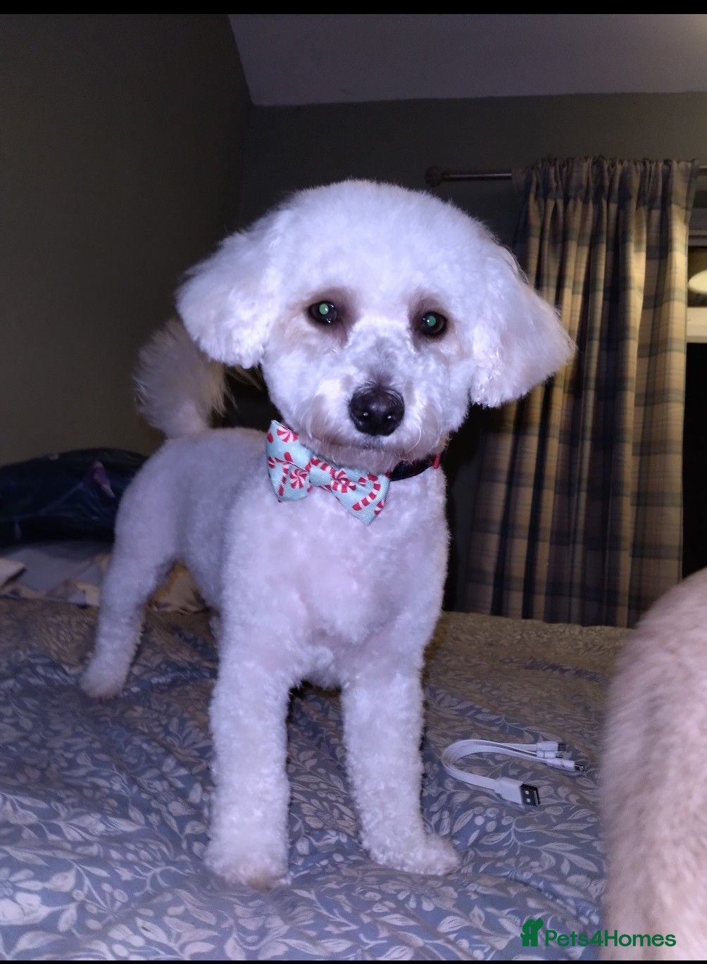 Mixed Breed dogs ❤️ Merle Cavapoochon puppies ❤️ - Advert 2
