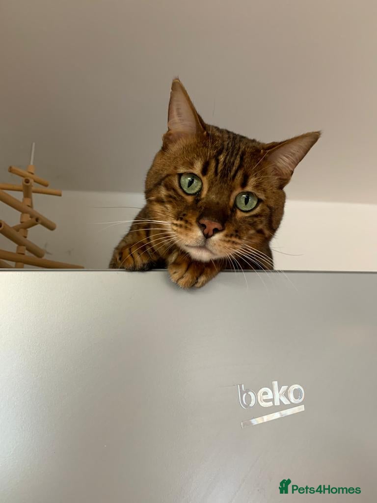 Bengal cats 5 year old male bengal cat.  - Advert 3