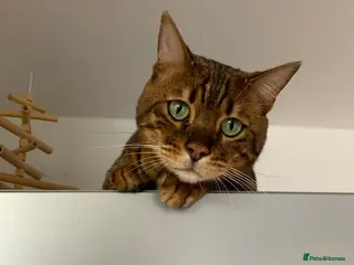 Bengal cats 5 year old male bengal cat. - Advert 16