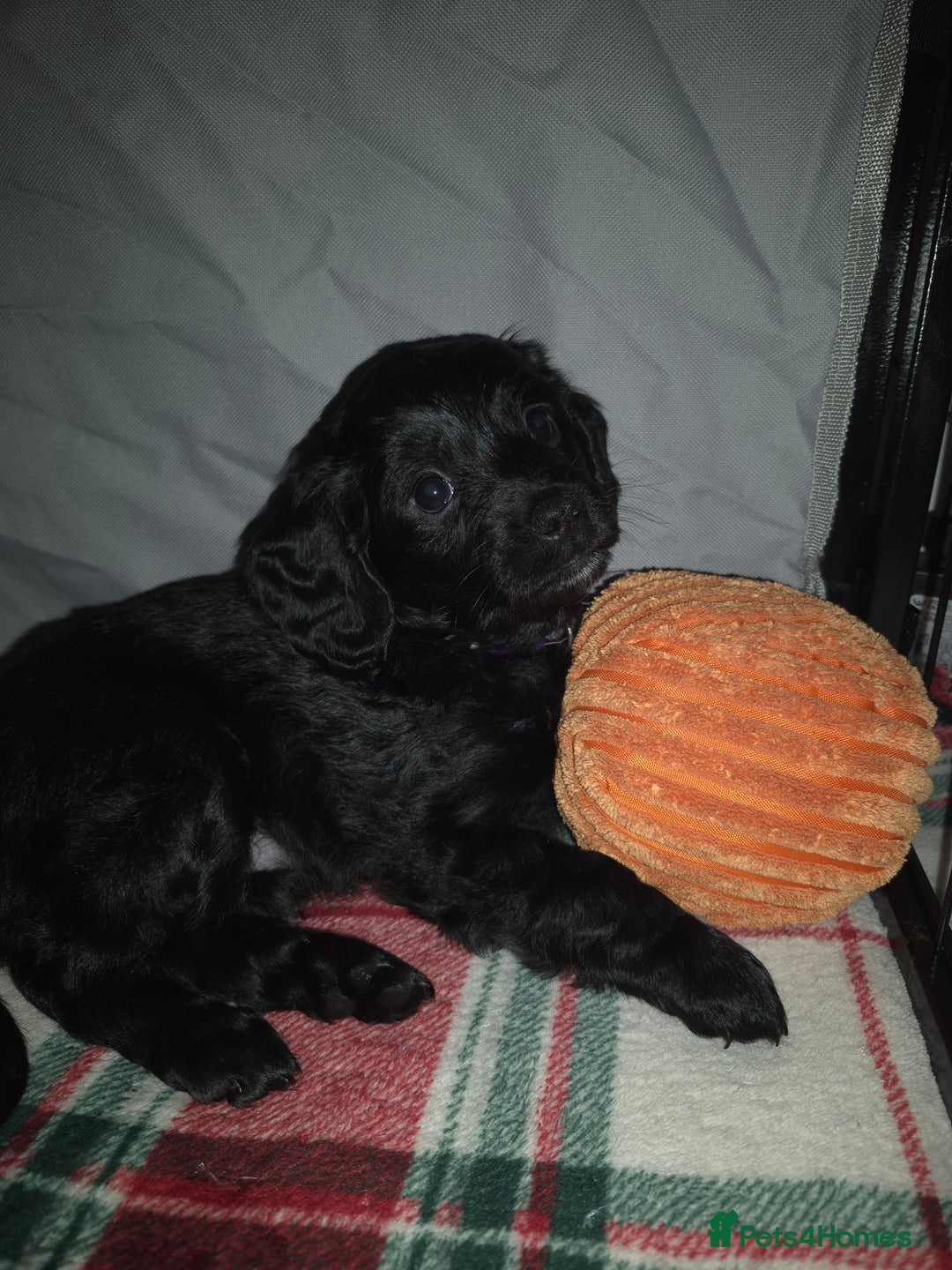 Mixed Breed dogs for sale: Last girl left. Ready to leave now 🥰 - Advert 24