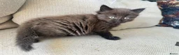 Ragdoll cats for sale: Super fluffy little girl  - Advert 5