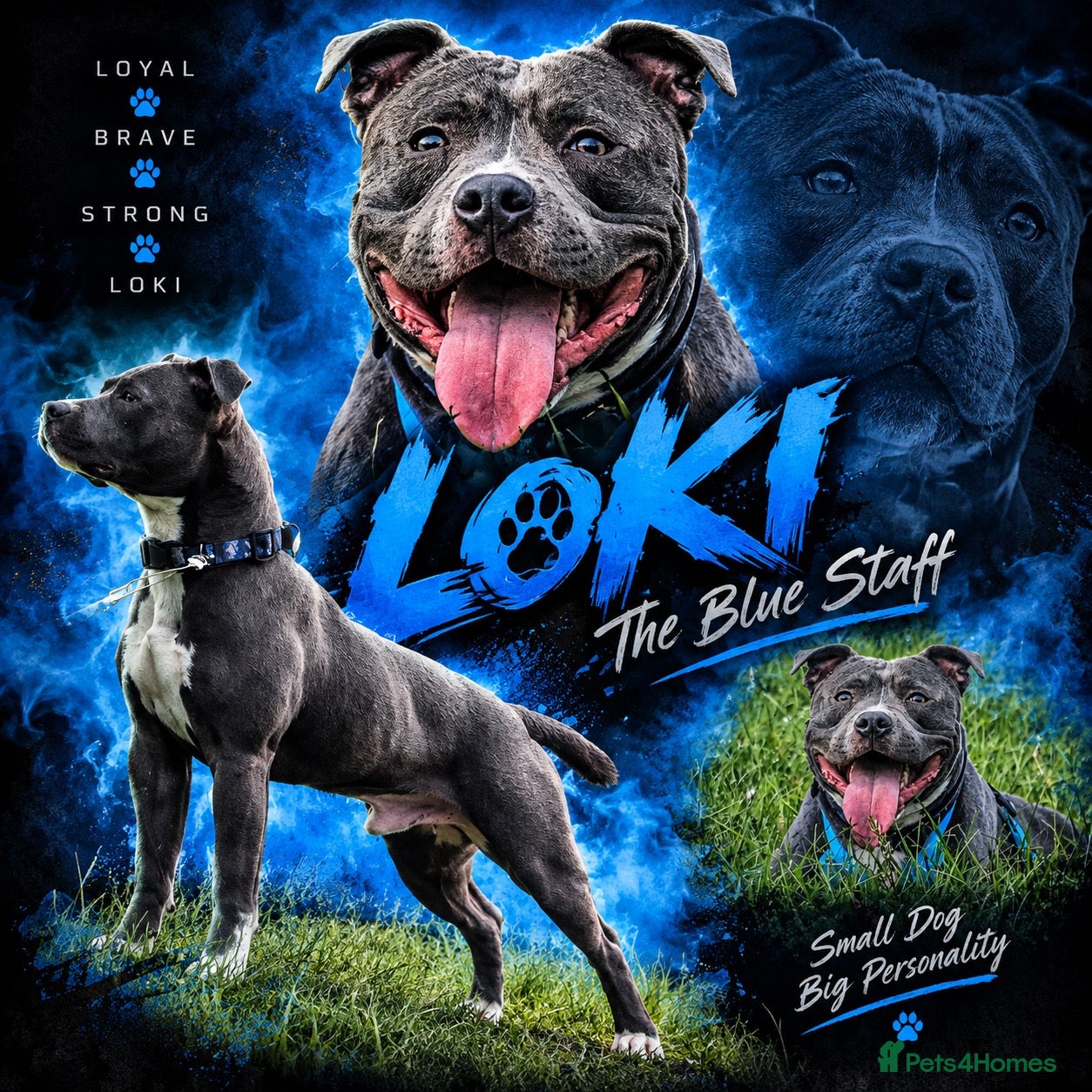 Staffordshire Bull Terrier dogs Loki The Blue Staff - Advert 1