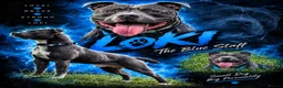 Staffordshire Bull Terrier dogs for stud: Loki The Blue Staff in Birmingham - Advert 1