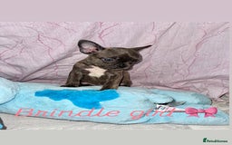 French Bulldog dogs for sale: Stunning French bulldogs 😍 - Image 8