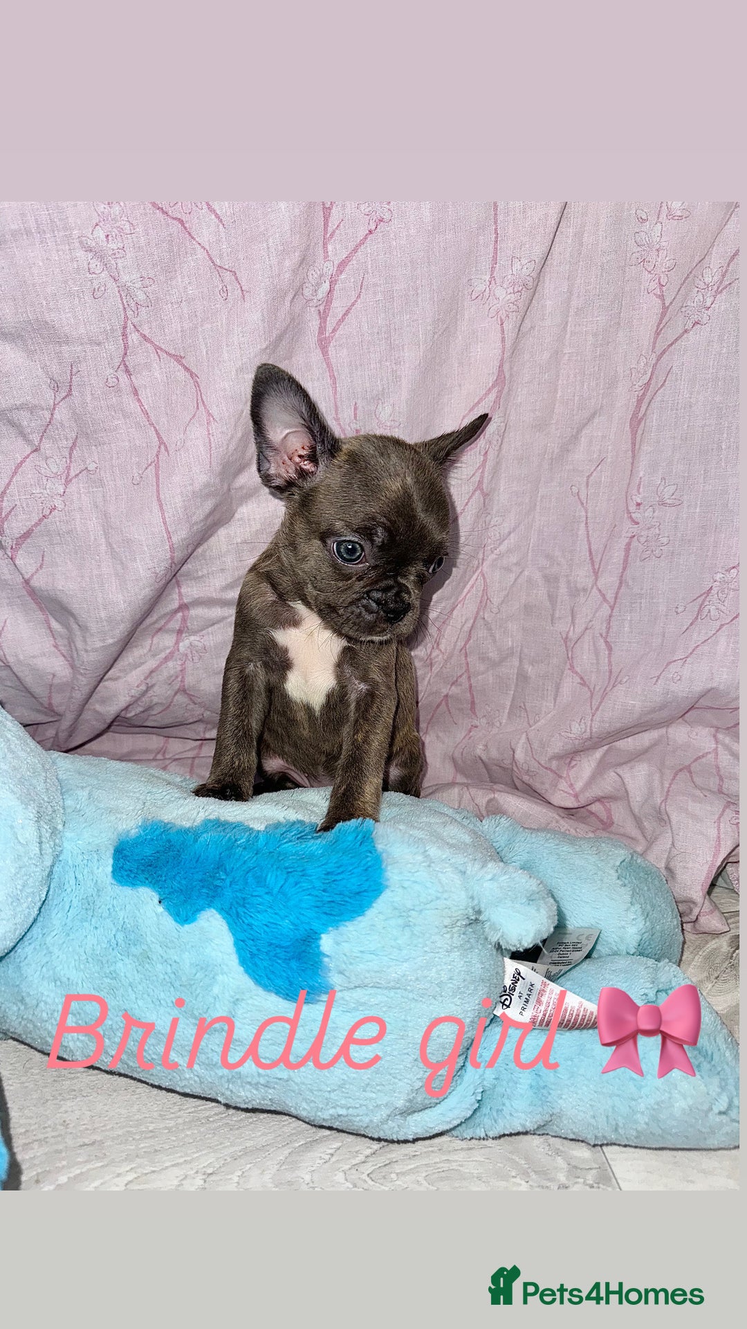 French Bulldog dogs for sale: Stunning French bulldogs 😍 - Image 8