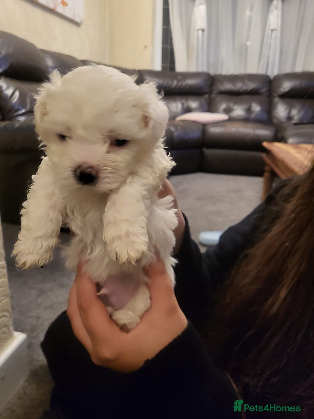 Bichon Frise dogs for sale: 4 beautiful puppies ready for loving homes - Advert 1