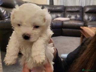 Bichon Frise dogs 4 beautiful puppies ready for loving homes - Advert 4
