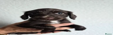 Cocker Spaniel 2