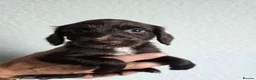 Cocker Spaniel dogs for sale: Stunning cocker spaniel puppies  - Advert 18