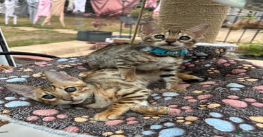Bengal cats - Advert 13