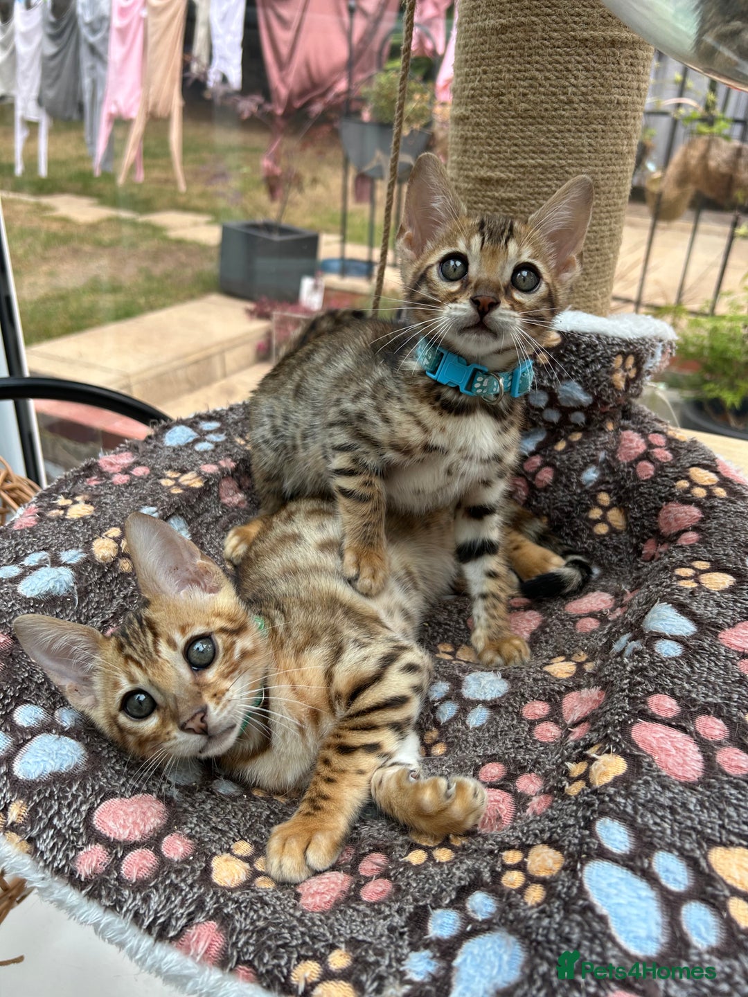 Bengal cats for sale: Gorgeous Pure Bengal Kittens Ready To Go! ❤️ - Image 3