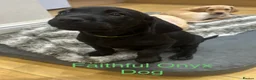Labrador Retriever dogs for sale: Black & Fox Red KC Labrador Puppies - Advert 18