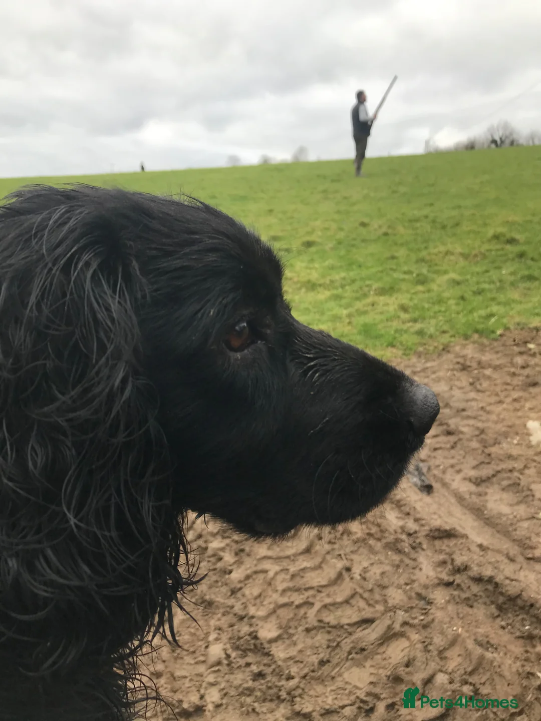 Springador dogs for sale: Spaniel x Labrador puppies  - Advert 2