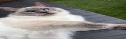 Ragdoll cats for sale: Pearl  - Advert 2