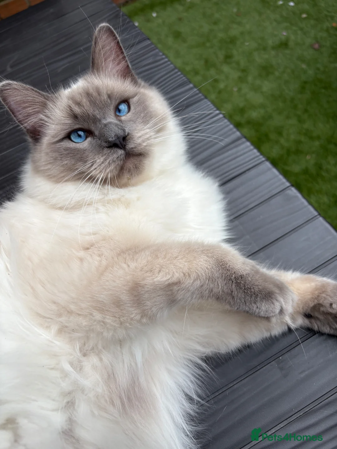 Ragdoll cats for sale: Pearl  - Advert 2