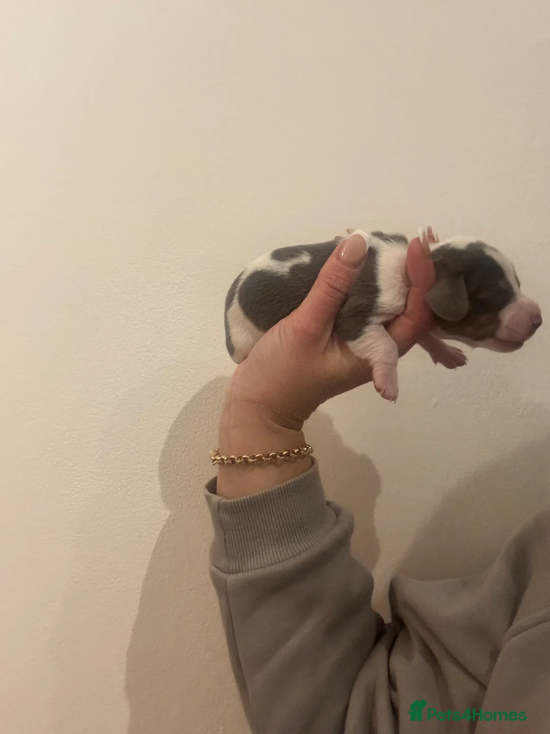 Dachshund dogs for sale: Miniature dashaund - Advert 23