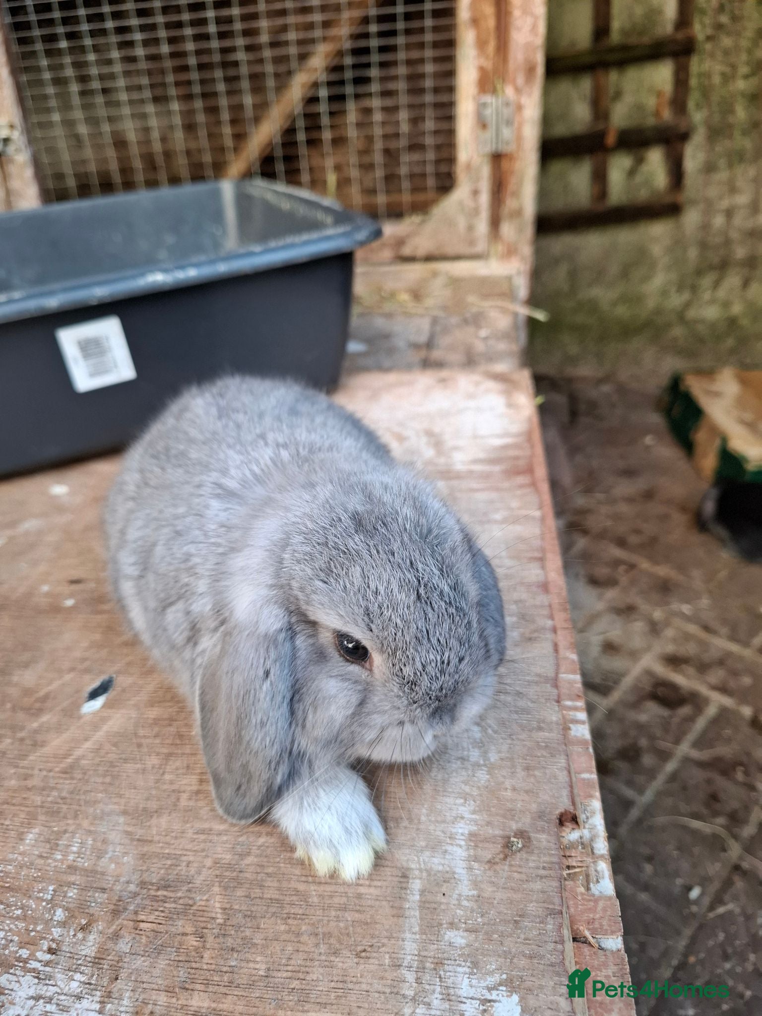 Mini Lop rabbits Beautiful Mini Lops - Advert 2