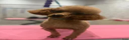 Shihpoo dogs for sale: Stunning Toy Shihpoos - Advert 23