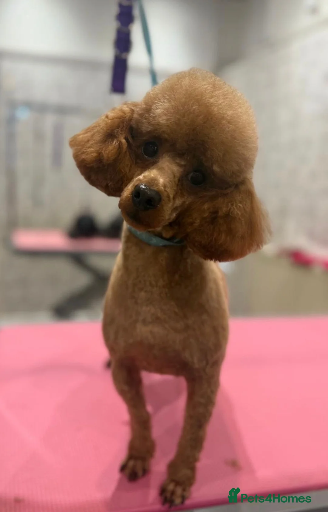 Shihpoo dogs for sale: Stunning Toy Shihpoos - Advert 23