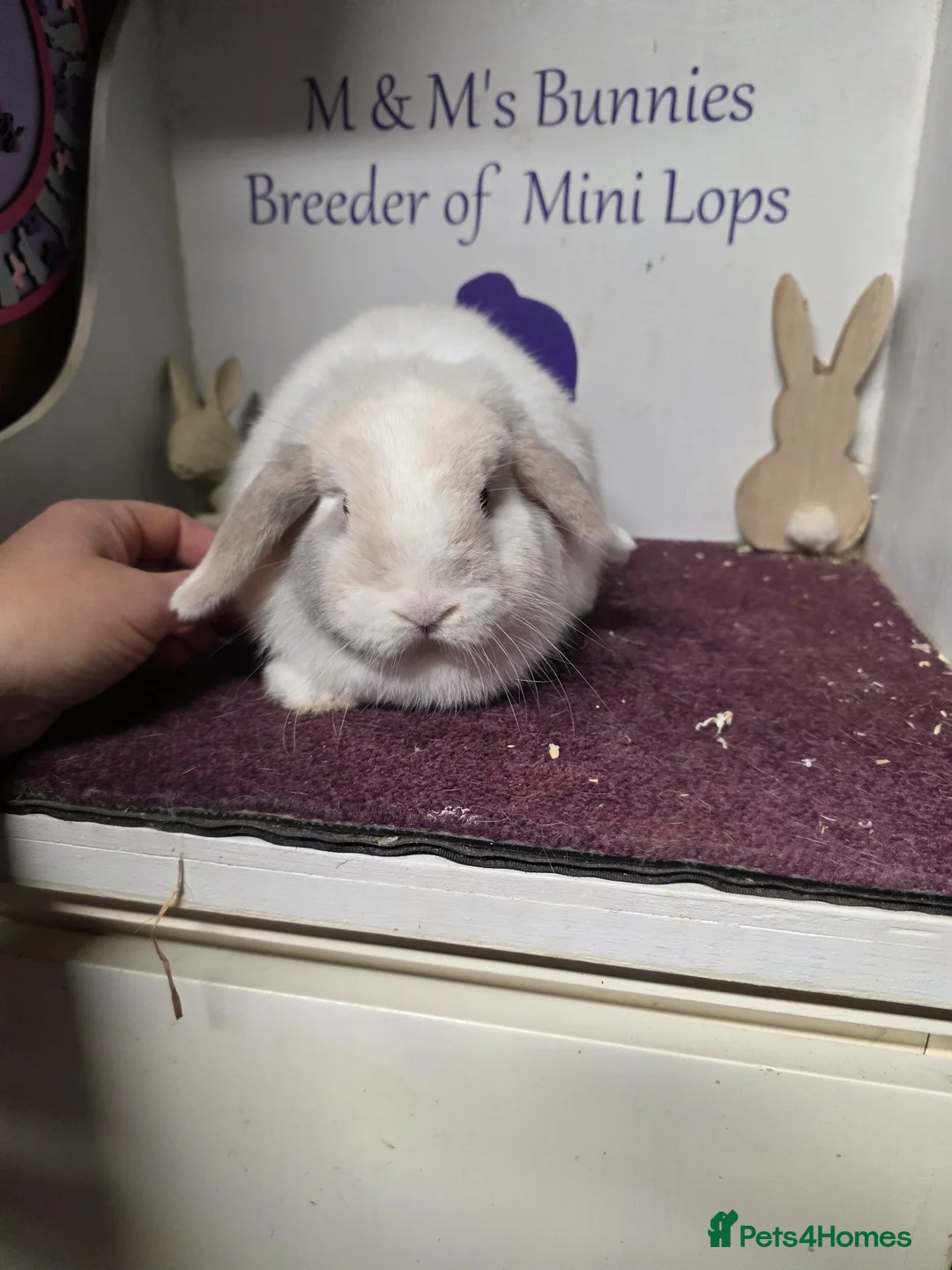 Mini Lop rabbits for sale: Mini Lop Lilac Pointed Magpie Doe - Advert 6
