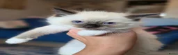 Ragdoll cats for sale: Registered Ragdoll Kittens  - Advert 32