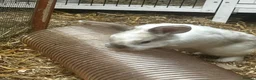 Mixed Breed rabbits for sale: 2 bonded male plush lops - Advert 7