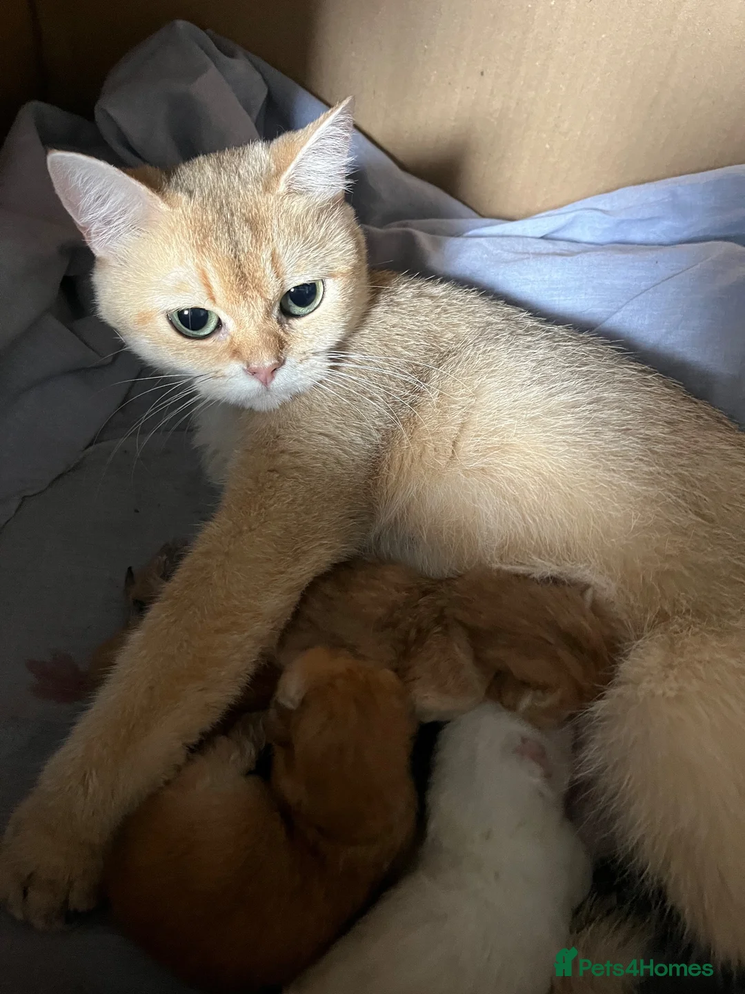 British Shorthair cats for sale: GCCF NY12 GOLDEN and GOLDEN COLOURPOINT KITTENS - Advert 11