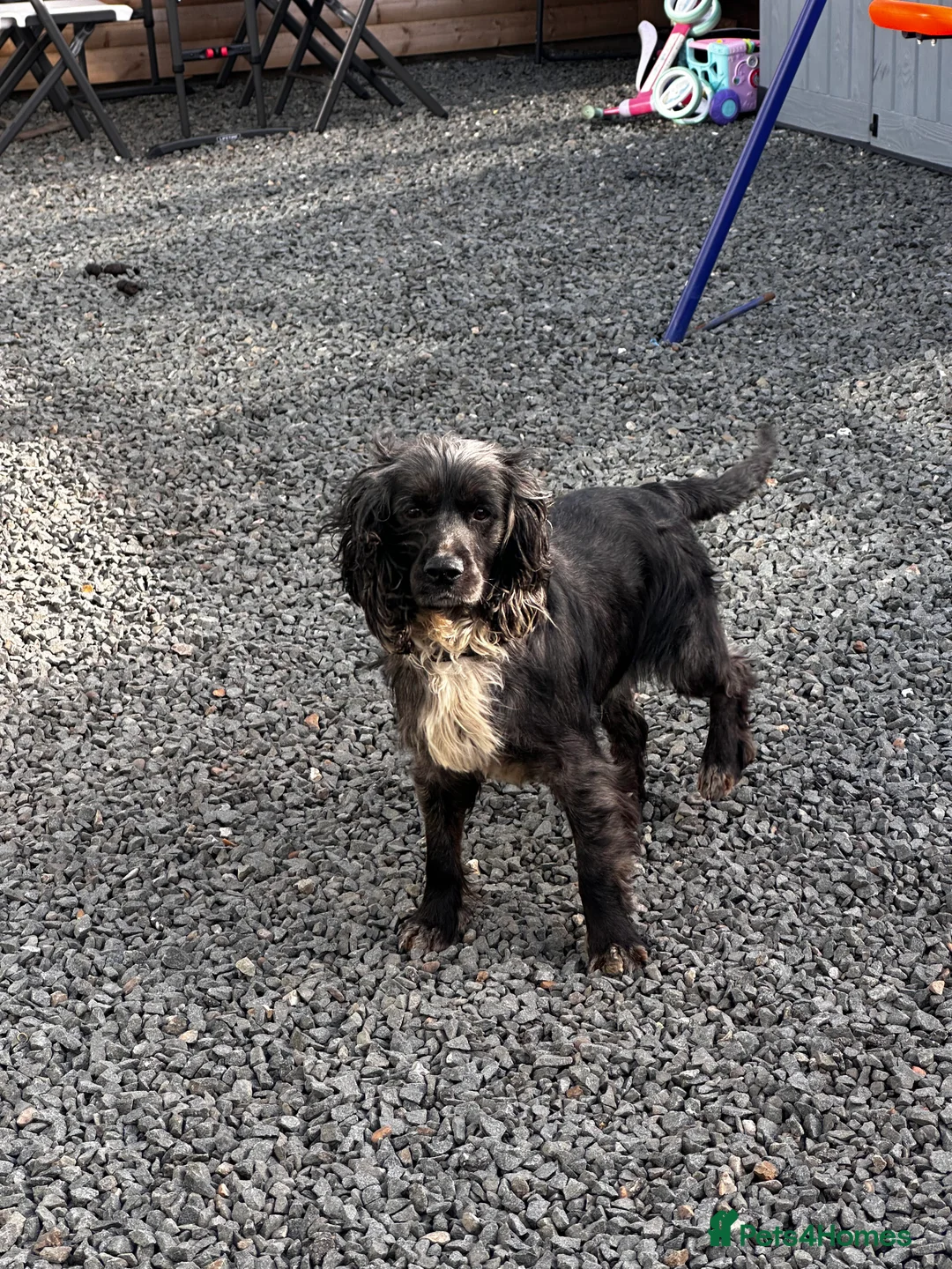 Cocker Spaniel dogs for sale: Four year-old cocker spaniel dog in Spalding - Advert 4