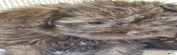 Mixed Breed dogs for sale: Chizer Puppies  in Huddersfield - Advert 9