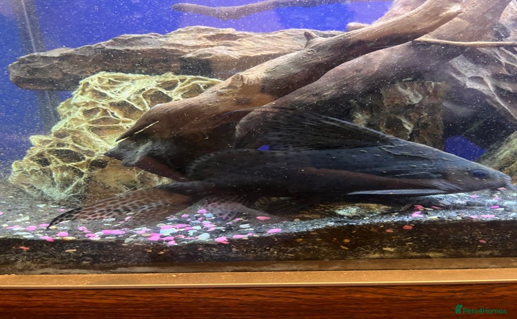 Catfish fish - Advert 1