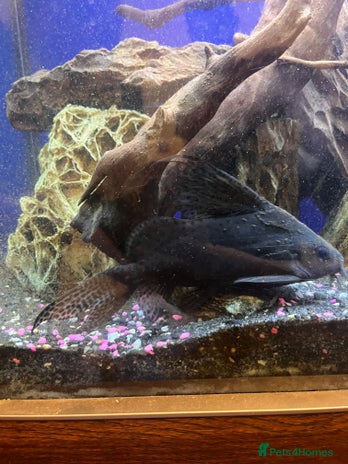 Catfish fish - Advert 2