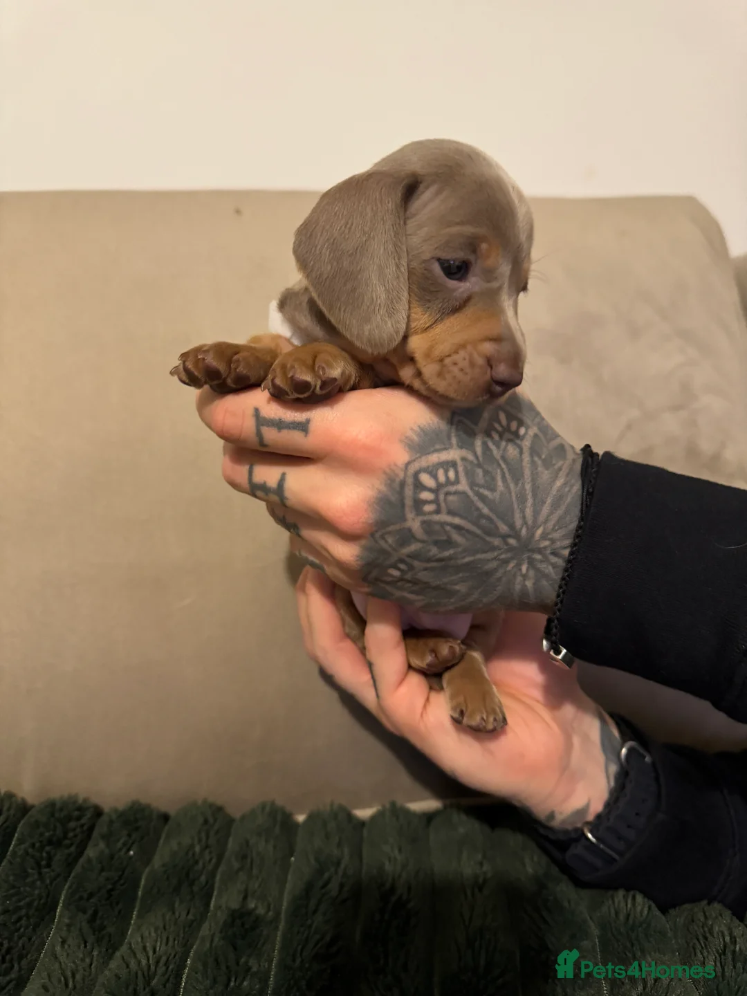 Miniature Dachshund dogs for sale: 2 beautiful Isabella and tan mini dachshunds  - Advert 21