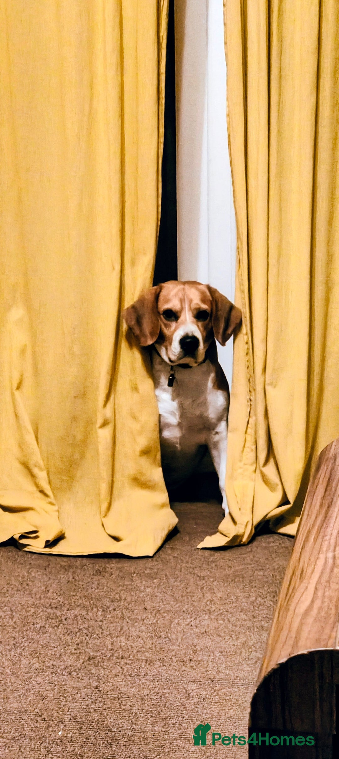 Beagle dogs for stud: Lewis 5 year old Beagle - Advert 1