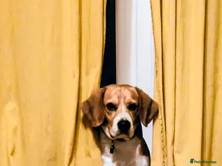Beagle dogs Lewis 5 year old Beagle - Advert 1