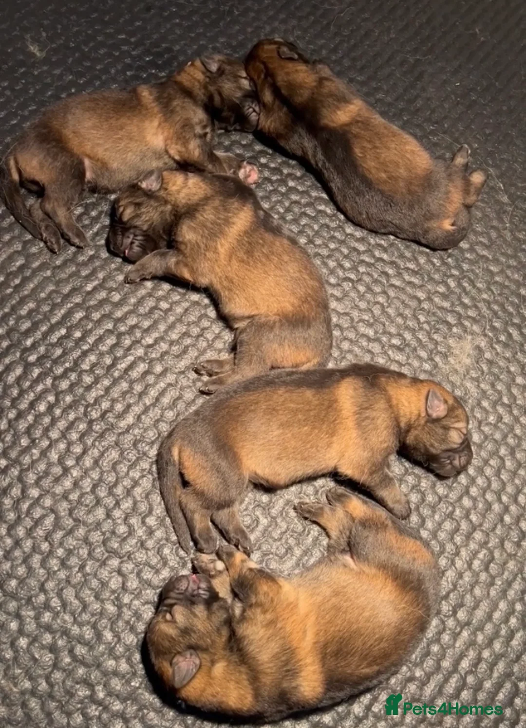 German Shepherd dogs for stud: German Shepherd Kc reg hip scored solid black in Darlington - Advert 6