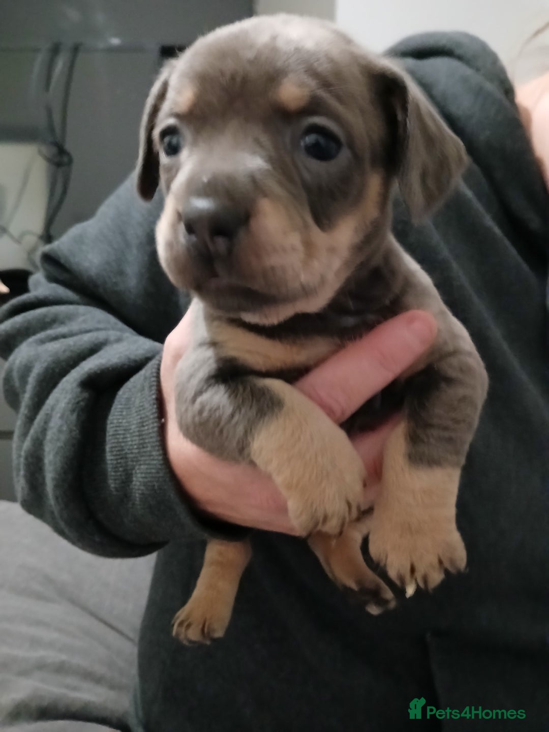 Mixed Breed dogs for sale: French dash pups  - Advert 7